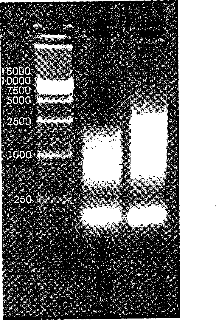 High-yield recombinant influenza B virus strain and its application