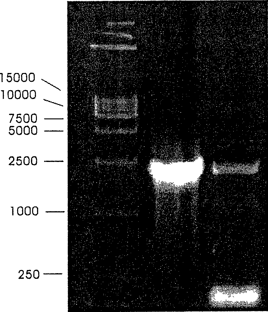 High-yield recombinant influenza B virus strain and its application