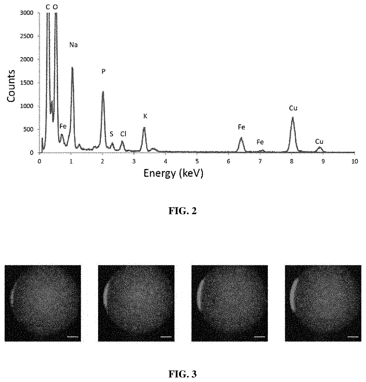 Magnetic bacteria, non-therapeutic and therapeutic uses thereof