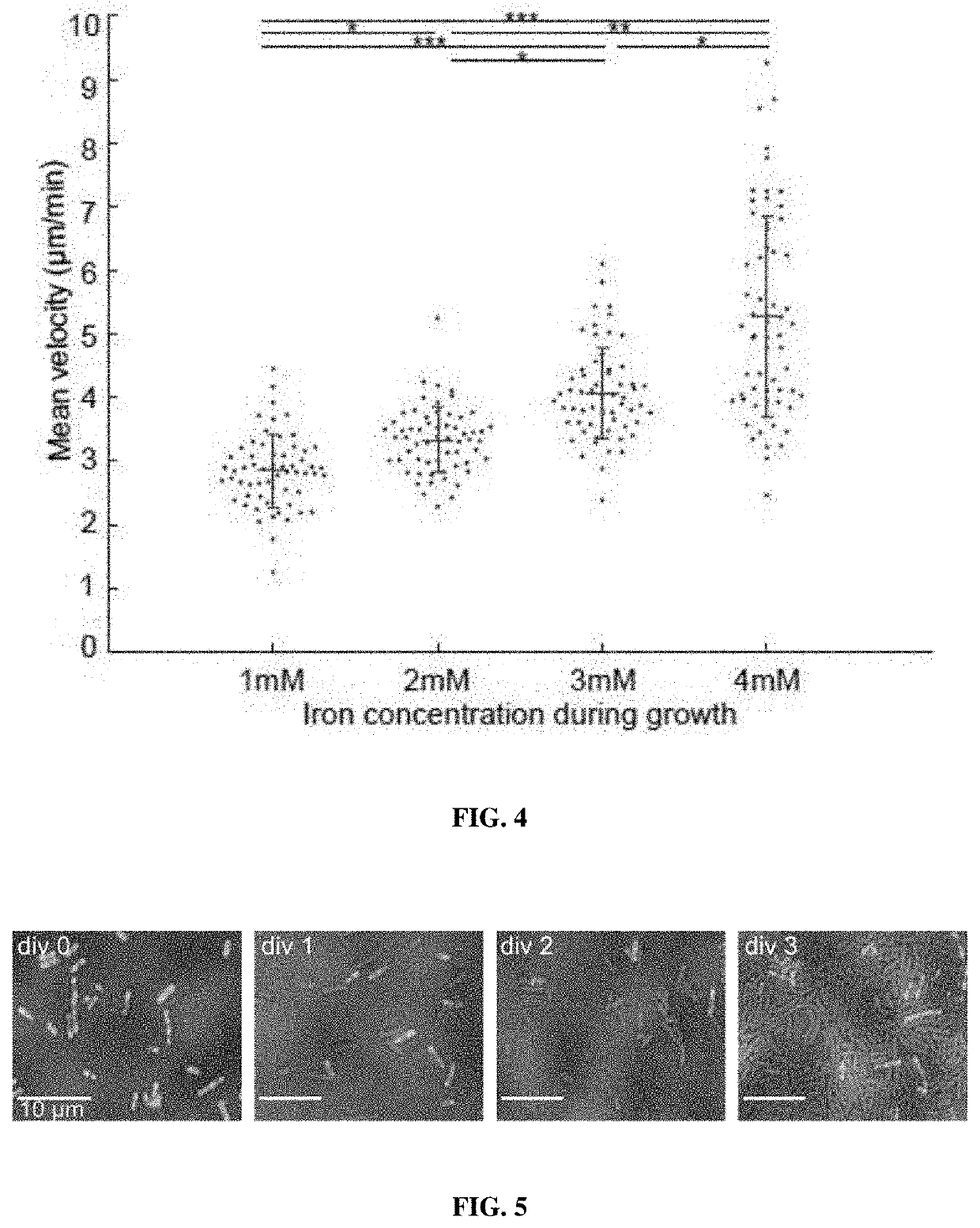 Magnetic bacteria, non-therapeutic and therapeutic uses thereof