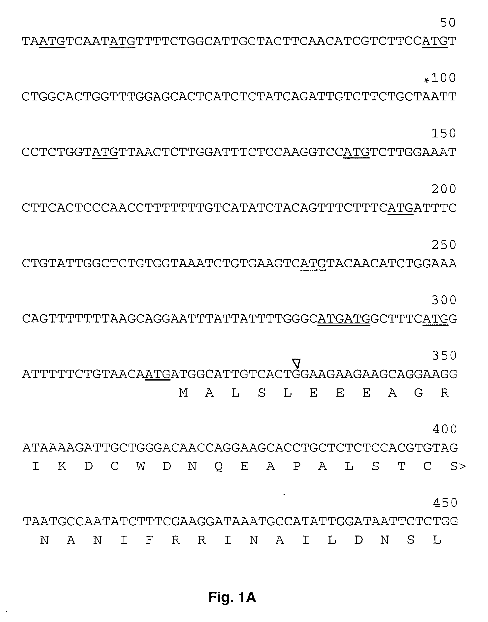 Human cytoplasmic polyadenylation element binding protein and uses thereof