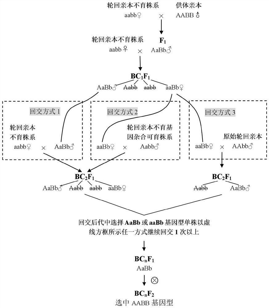 Method for backcross breeding by utilizing plant male sterile material and application