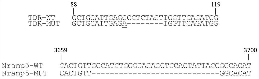 Method for backcross breeding by utilizing plant male sterile material and application