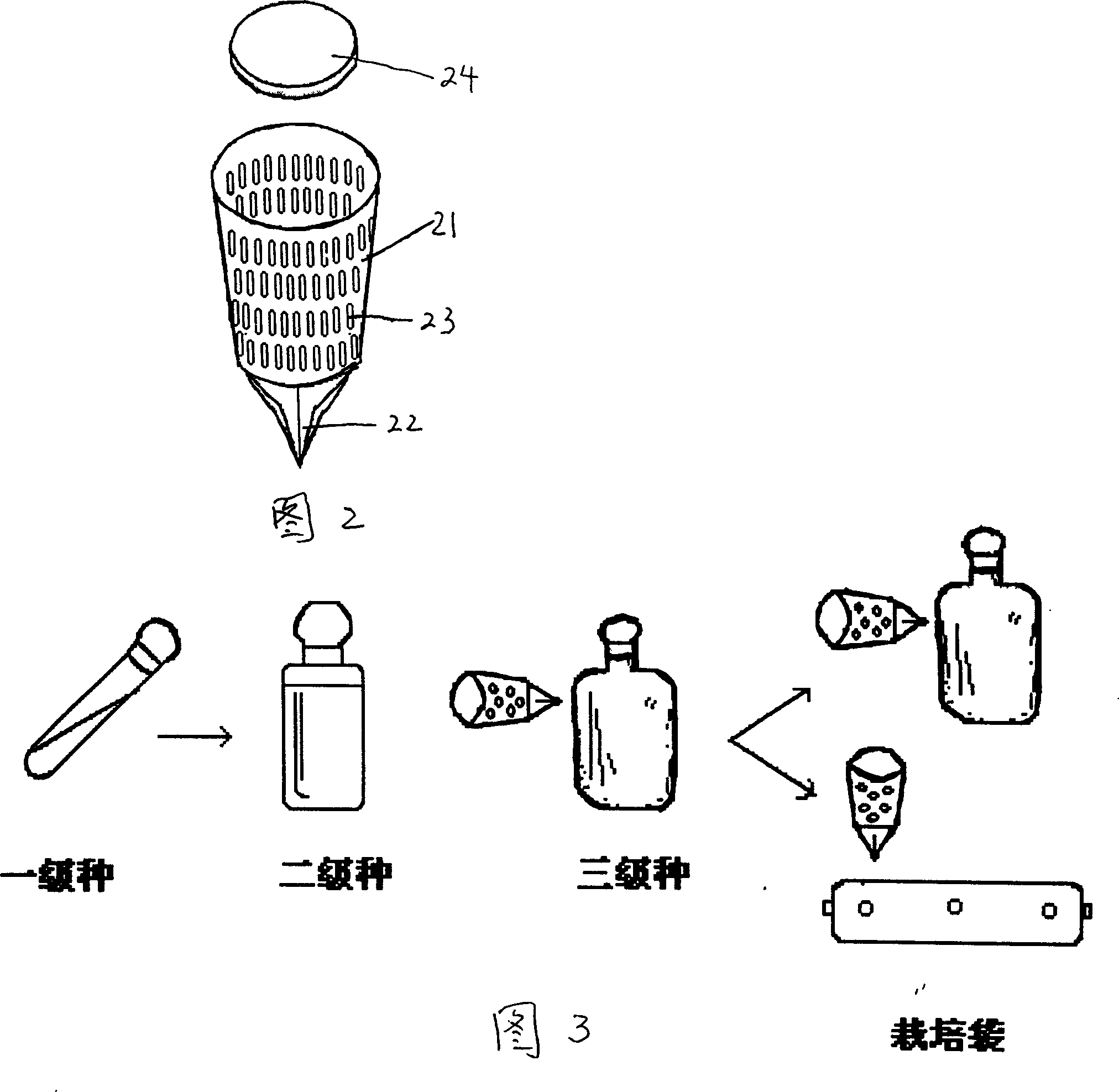 Edible mushroom capsule and capsule mushroom and production method thereof