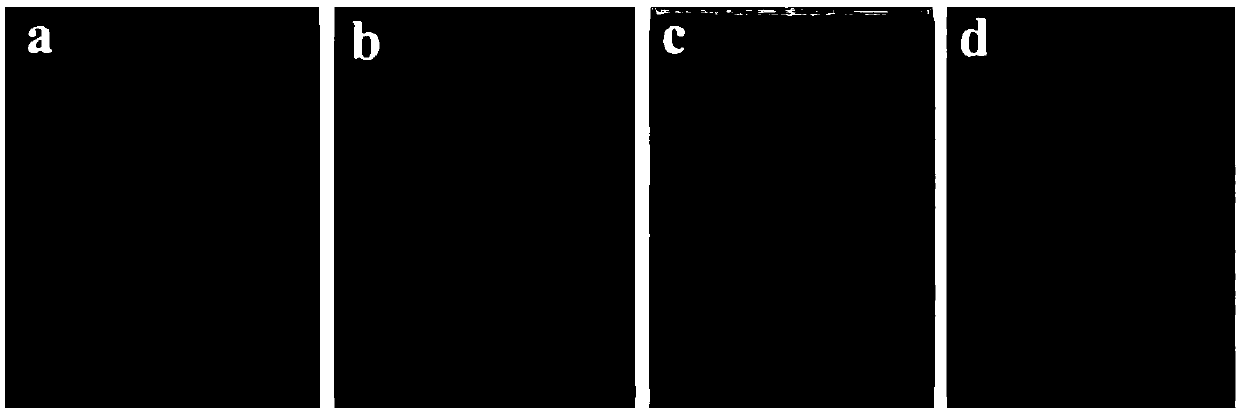 Preparation method of WO3/Ag/AgCl photocatalytic thin film material