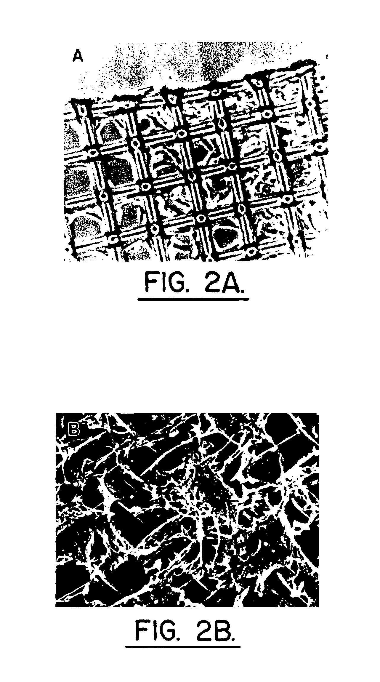 Method for using human intervertebral disc cells