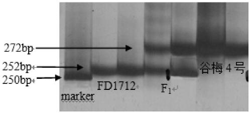 A molecular marker closely linked to rice blast resistance gene, primer and application thereof