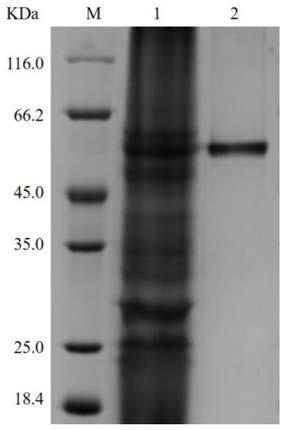 Application of heat-resistant beta-glucosidase in preparation of gentiooligosaccharide