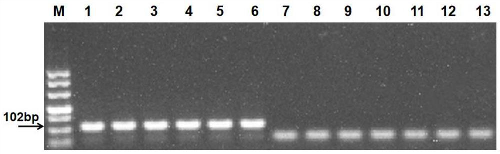 A primer pair for detecting watermelon bacterial fruit spot and its application