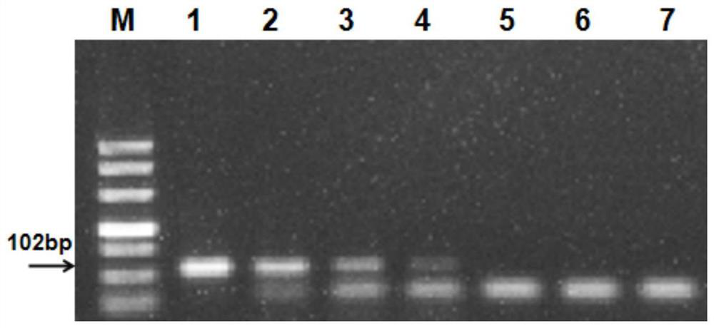 A primer pair for detecting watermelon bacterial fruit spot and its application