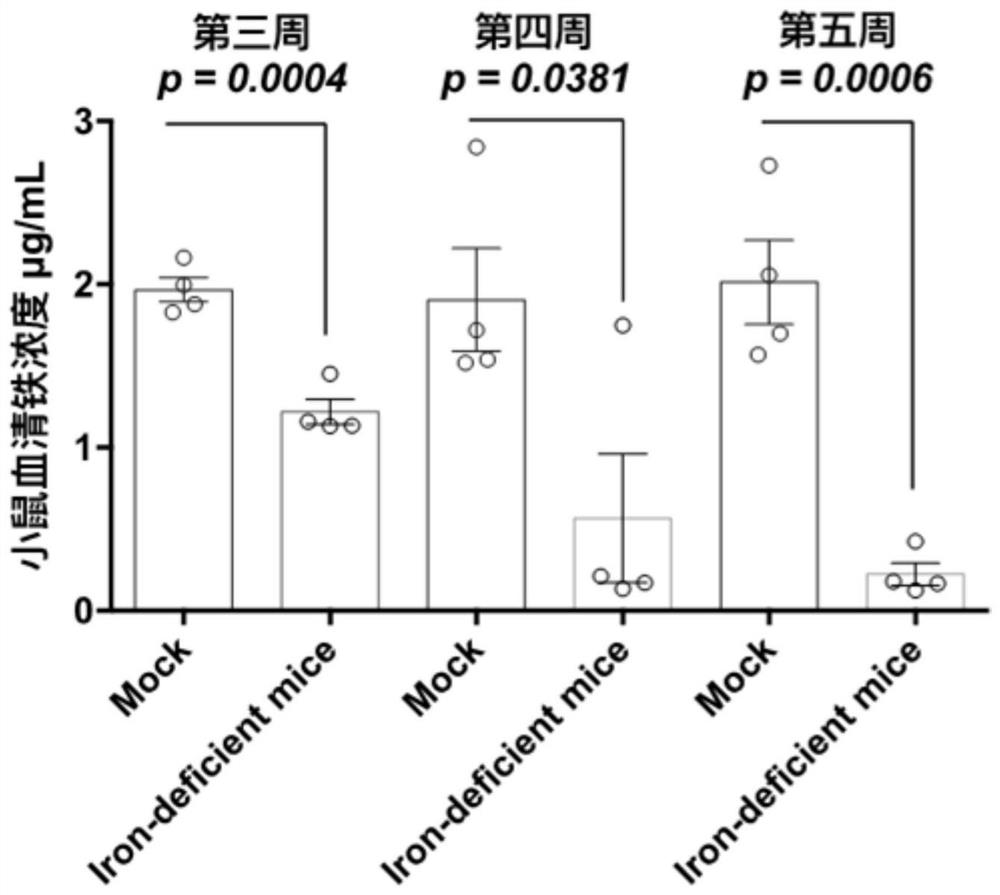 Application of iron-containing substance to preparation of product for inhibiting dengue virus propagation