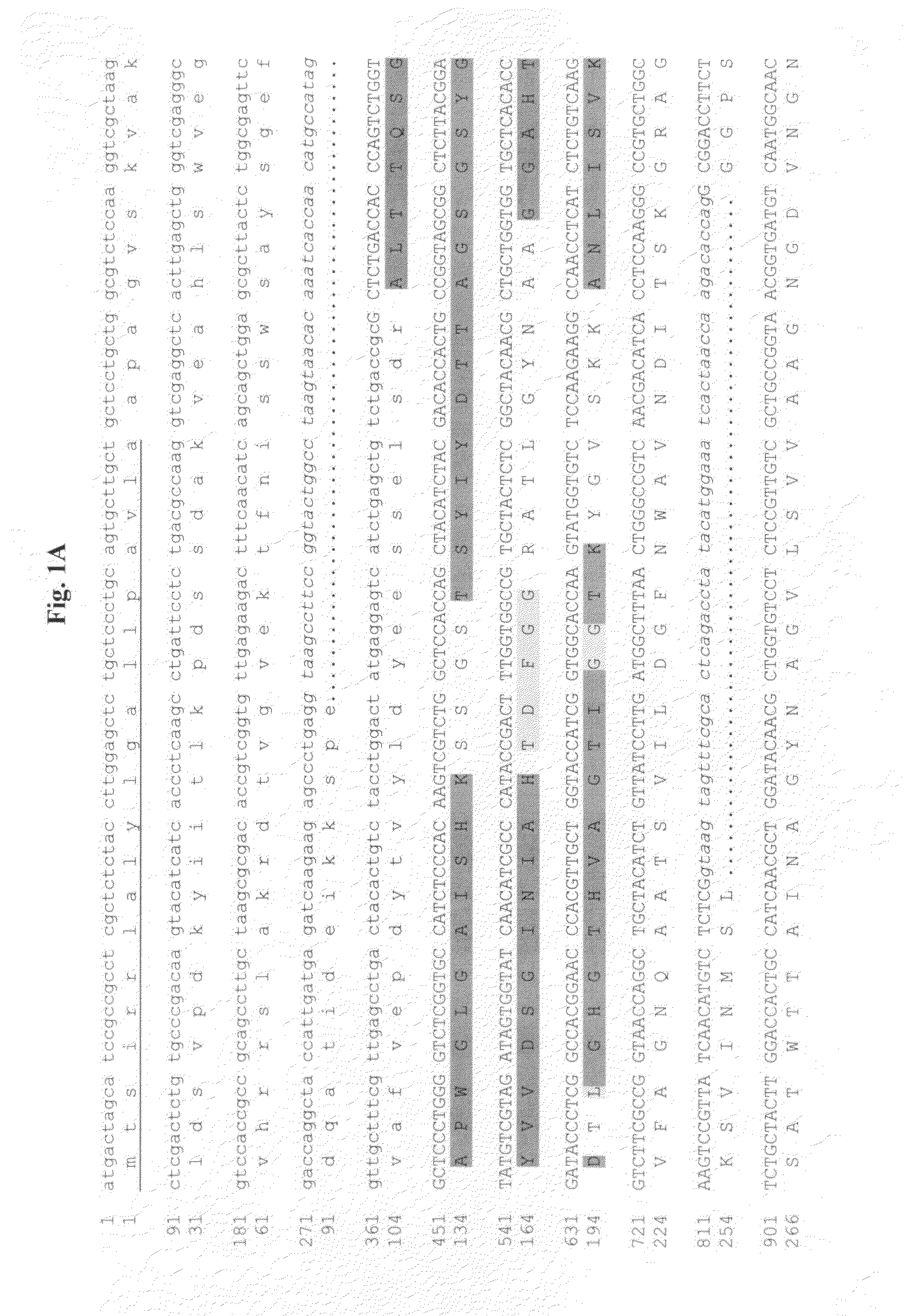 Fungal serine protease and use thereof