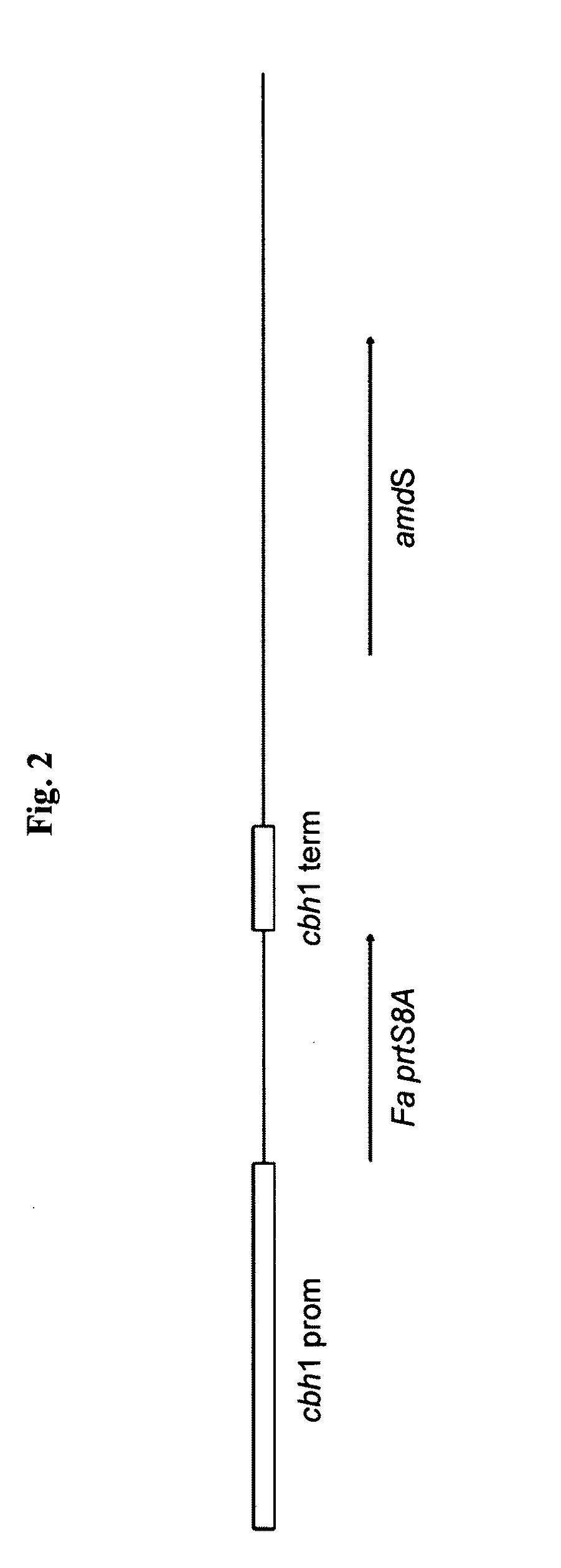 Fungal serine protease and use thereof