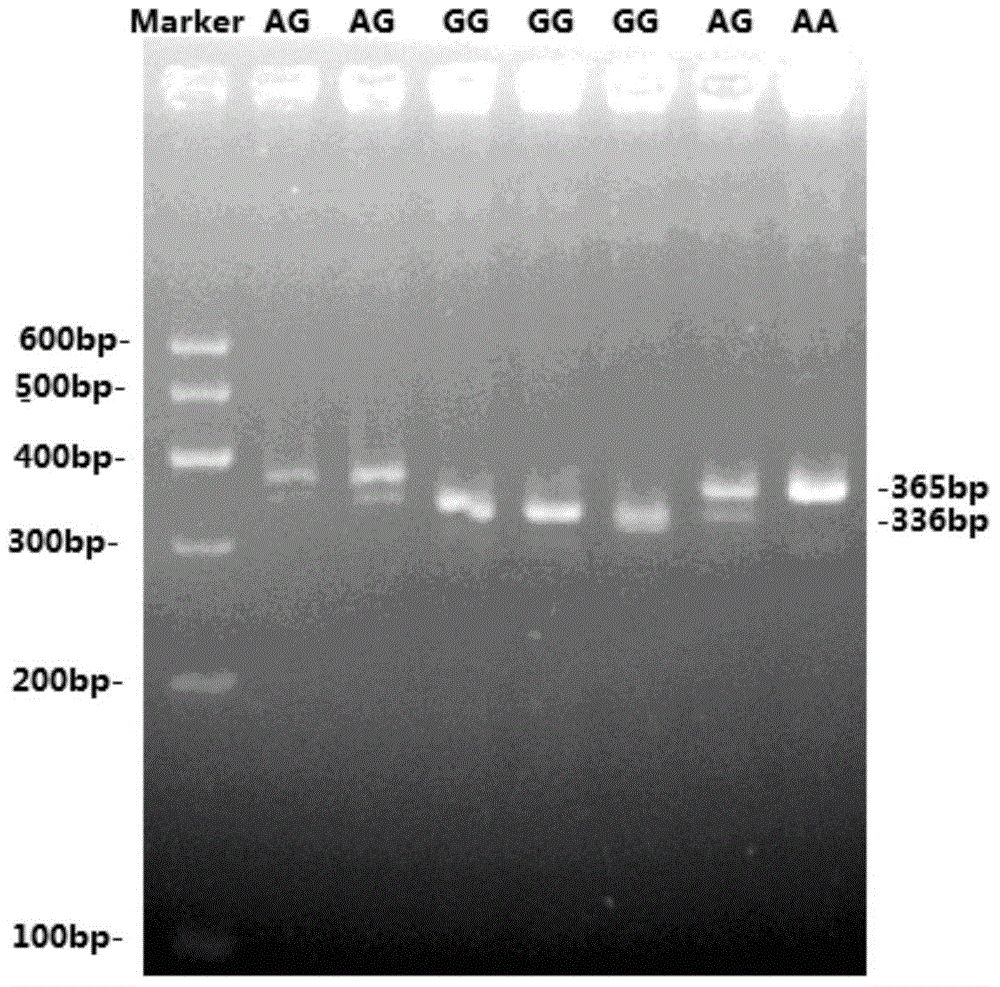 Method for detecting single-nucleotide polymorphism of goat ATBF1 gene and application of goat ATBF1 gene