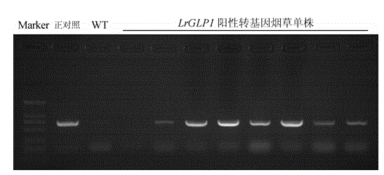 Application of lilium regale germin protein gene LrGLP1