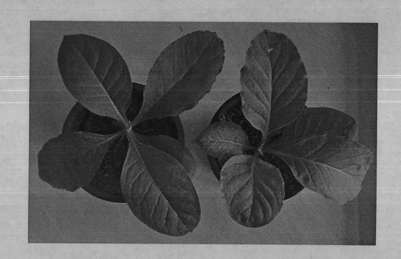 Method for generating pterostilbene by utilizing grape resveratrol-oxygen-methyl transferase to catalyze resveratrol