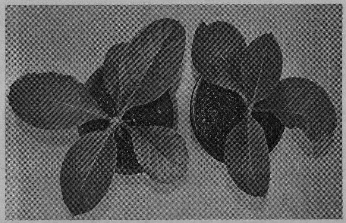 Method for generating pterostilbene by utilizing grape resveratrol-oxygen-methyl transferase to catalyze resveratrol