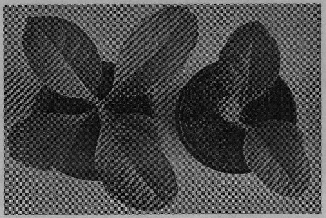 Method for generating pterostilbene by utilizing grape resveratrol-oxygen-methyl transferase to catalyze resveratrol