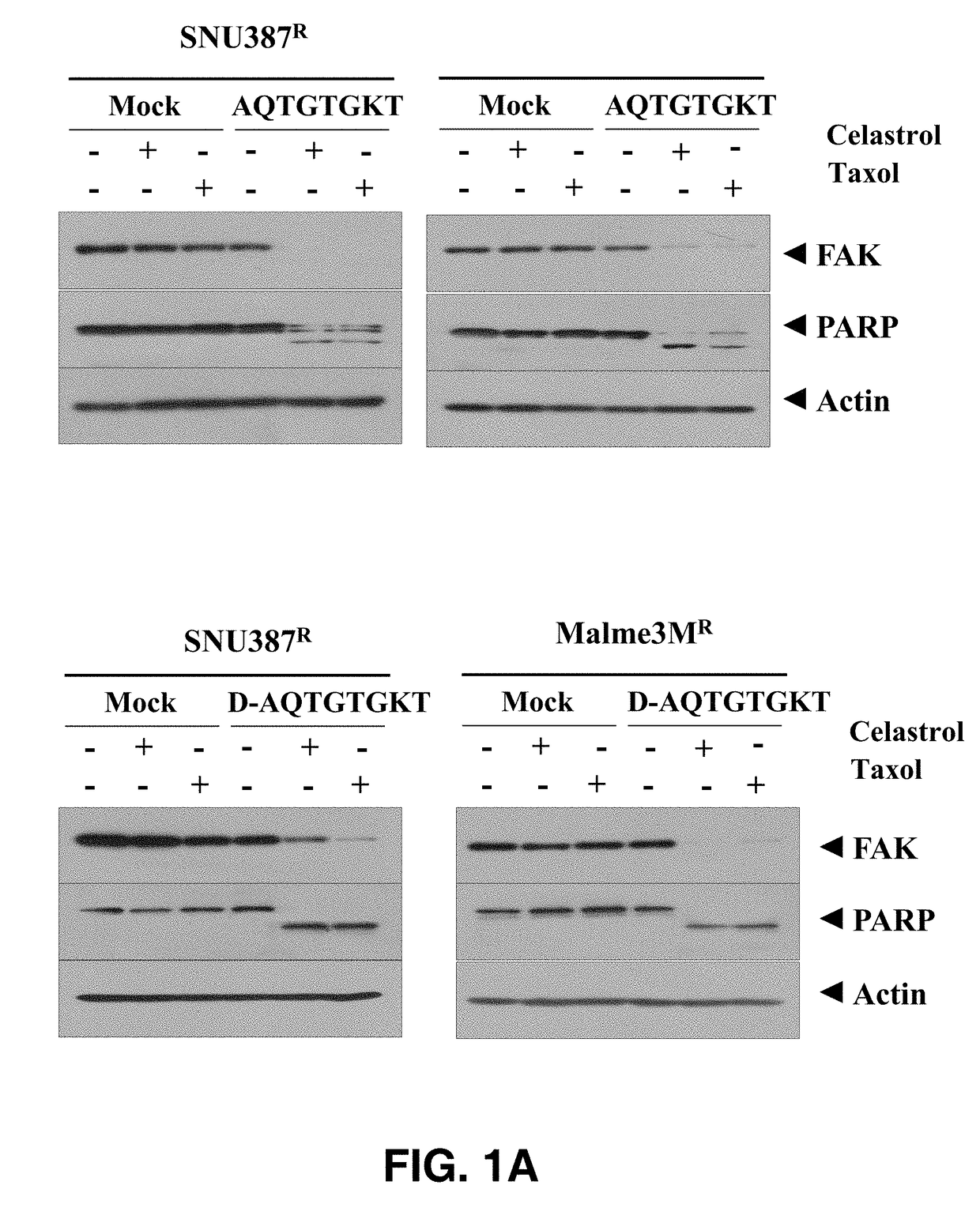 Peptide having eight amino acid sequences derived from cage and retaining anticancer activity and activity to promote anticancer drug sensitivity of anticancer drug-resistant cancer cells