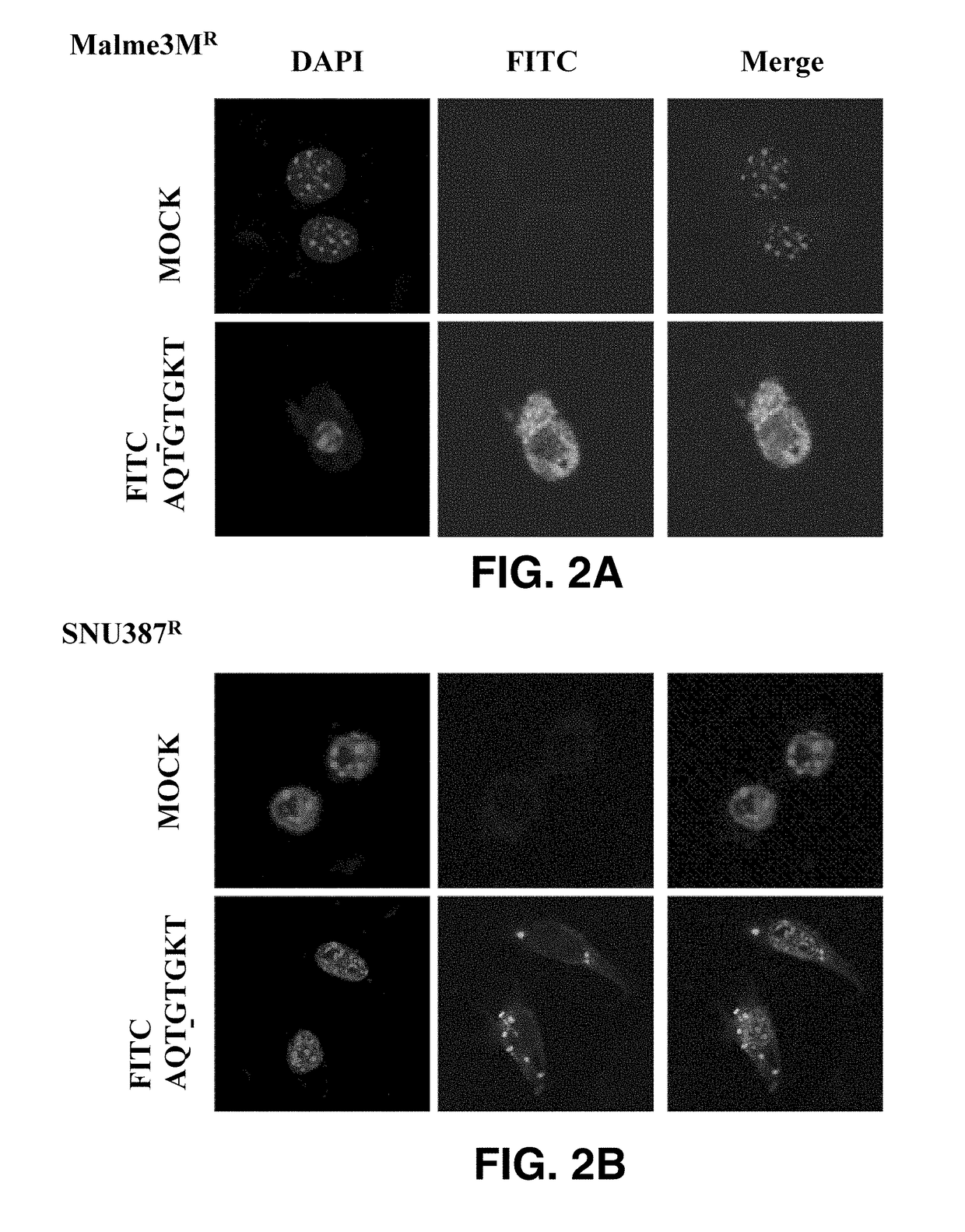 Peptide having eight amino acid sequences derived from cage and retaining anticancer activity and activity to promote anticancer drug sensitivity of anticancer drug-resistant cancer cells