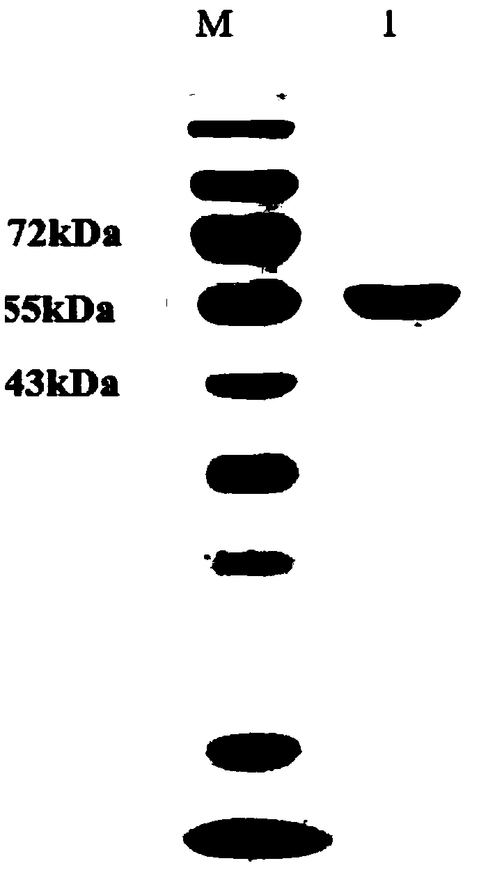 Fumonisin degrading enzyme FumDXA as well as gene and application thereof