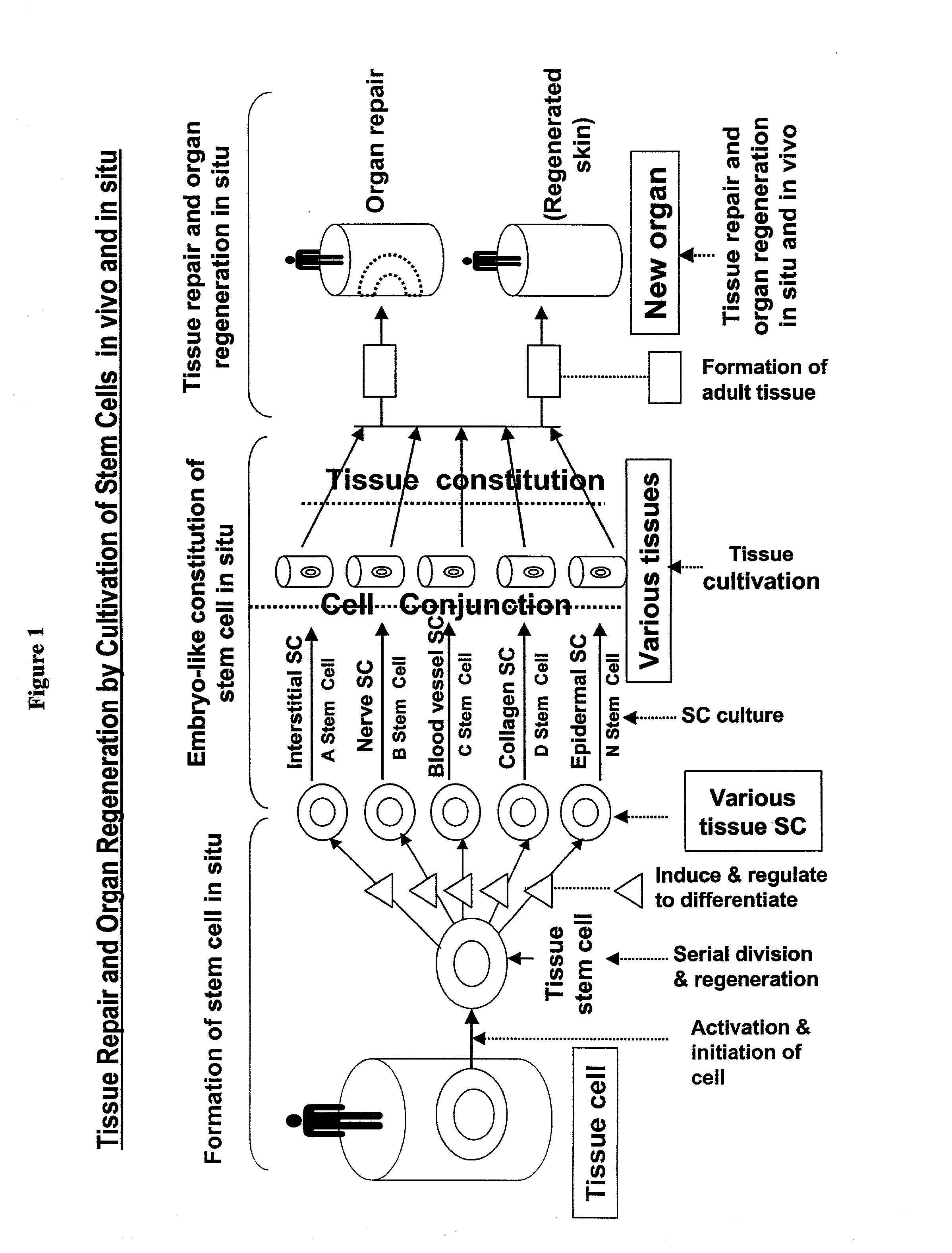 Method and composition for repairing and promoting regeneration of mucosal tissue in the gastrointestinal tract