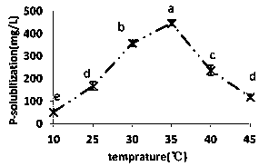 Saline-alkaline tolerance phosphorus solublizing bacteria strain and application thereof