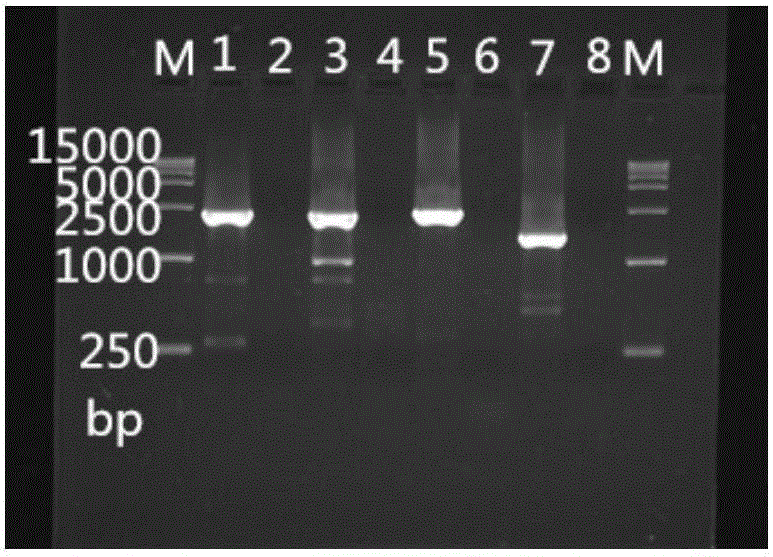 Construction method of Hela cell strain capable of stably expressing H1N1 influenza virus RNPs