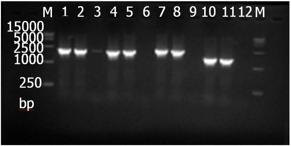 Construction method of Hela cell strain capable of stably expressing H1N1 influenza virus RNPs