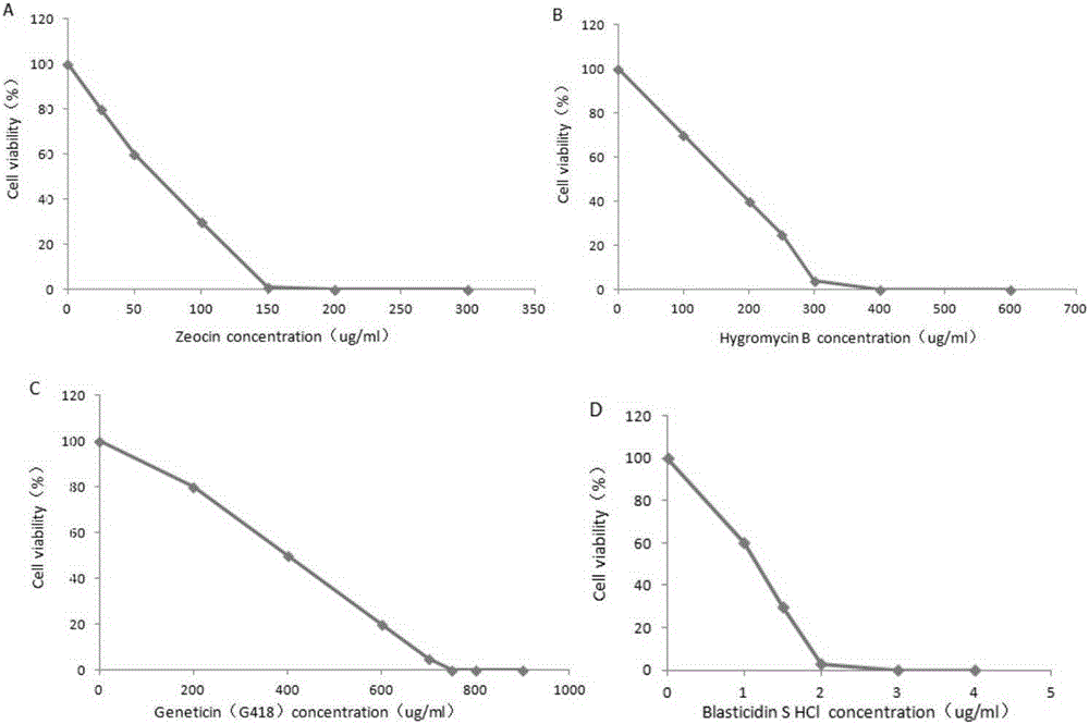 Construction method of Hela cell strain capable of stably expressing H1N1 influenza virus RNPs