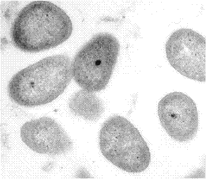 Facultatively anaerobic denitrifying bacteria and application thereof in biological denitrification of water body