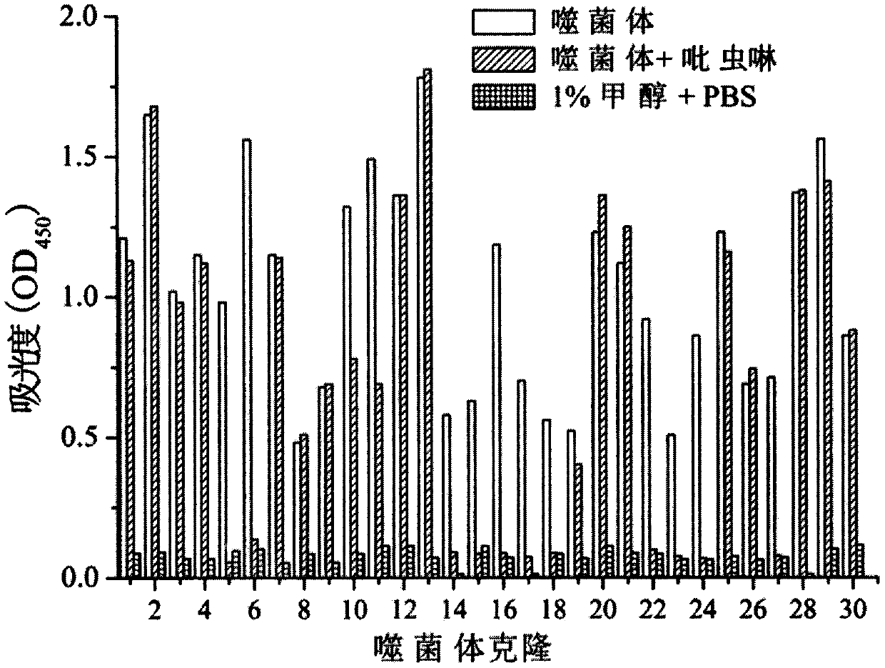 Phage display polypeptide specifically binding to imidacloprid antibody and application thereof