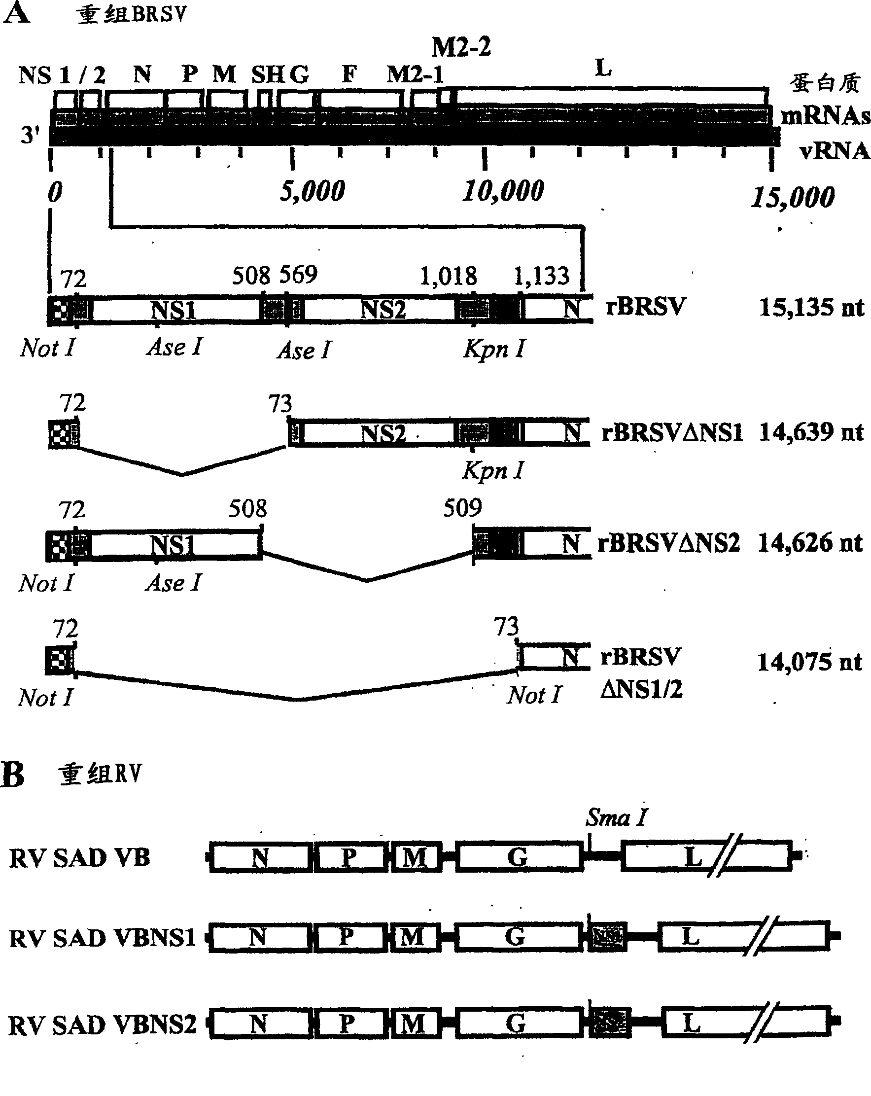 Pneumovirus NS proteins antagonising interferon (IFN) response