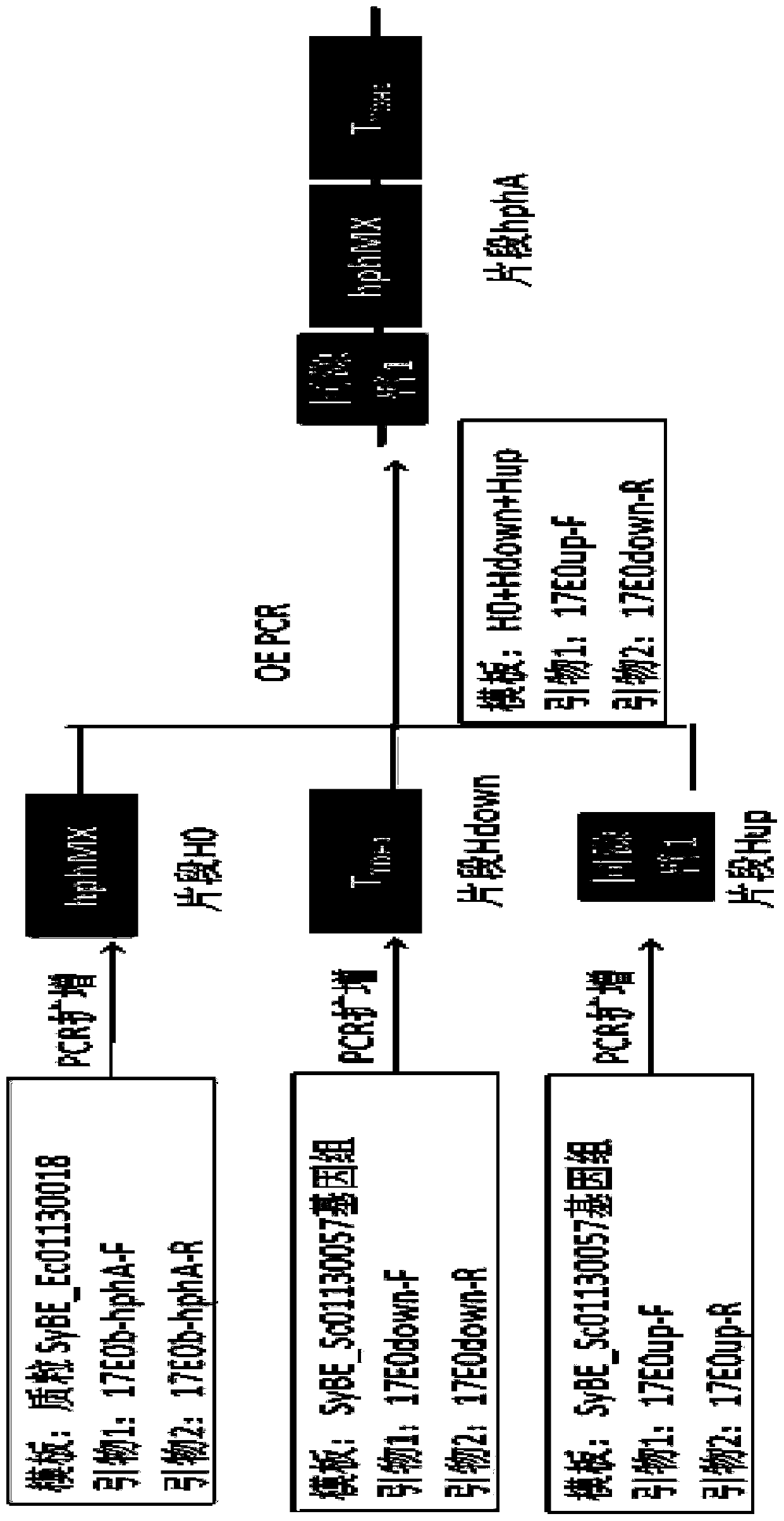 Saccharomyces cerevisiae engineering bacteria for producing dihydroarteannuic acid and construction method and application thereof