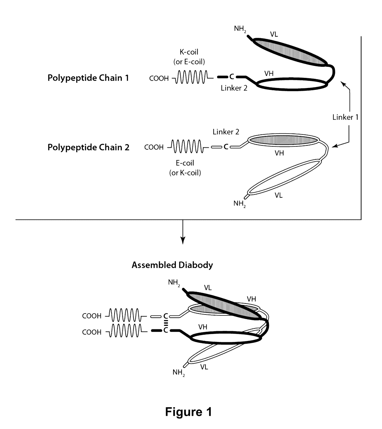 Bi-Specific Monovalent Diabodies That are Capable of Binding CD19 and CD3, and Uses Thereof