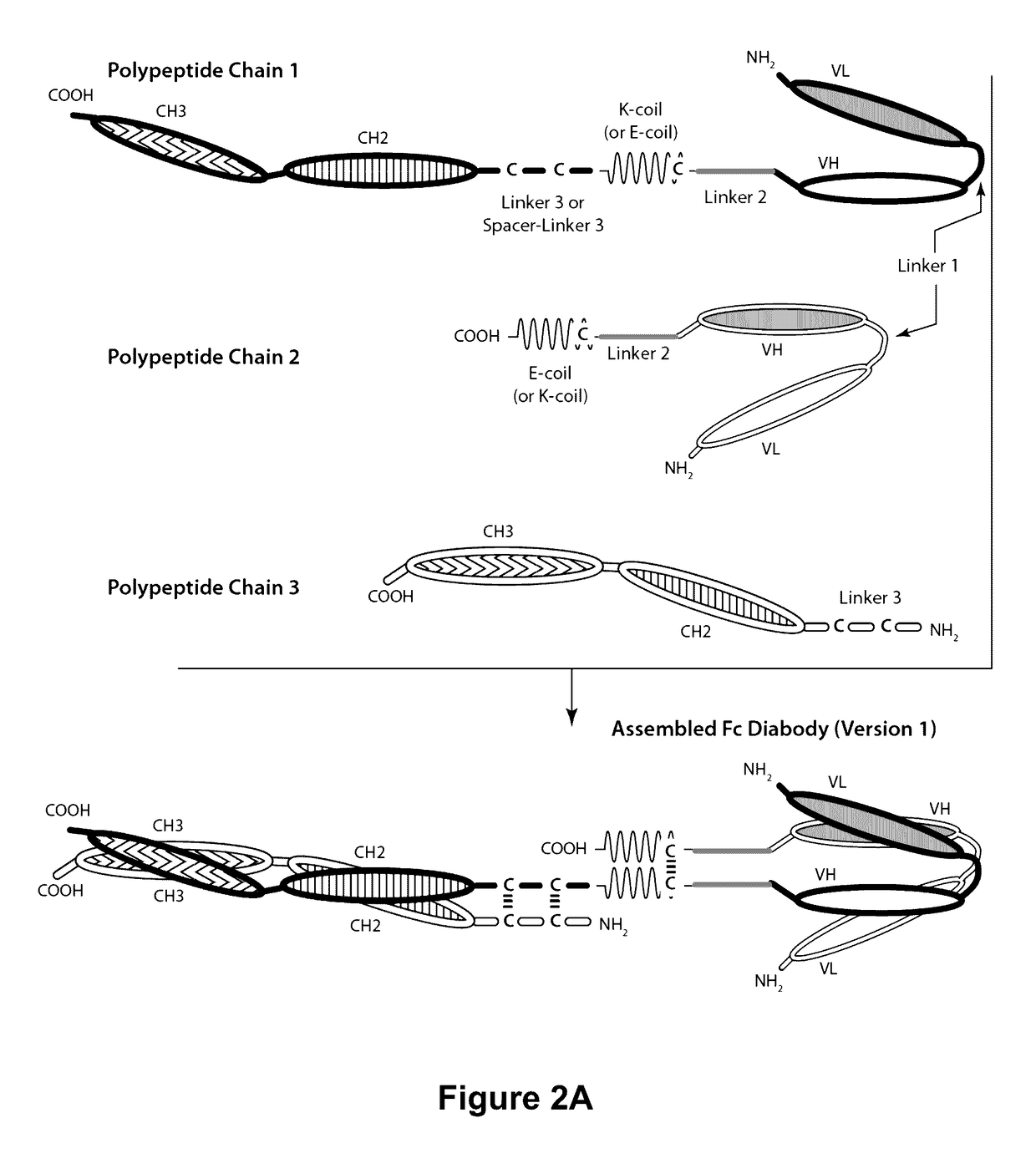 Bi-Specific Monovalent Diabodies That are Capable of Binding CD19 and CD3, and Uses Thereof