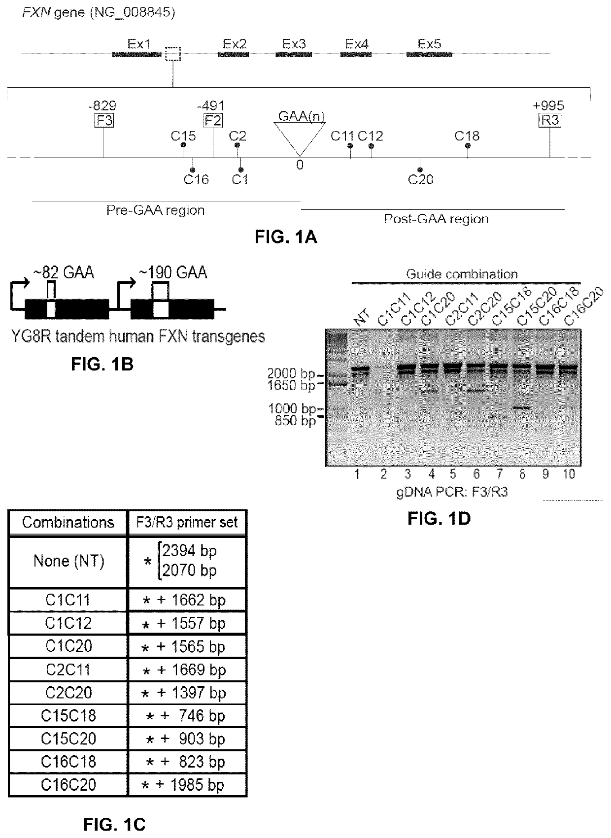 Crispr-based treatment of friedreich ataxia