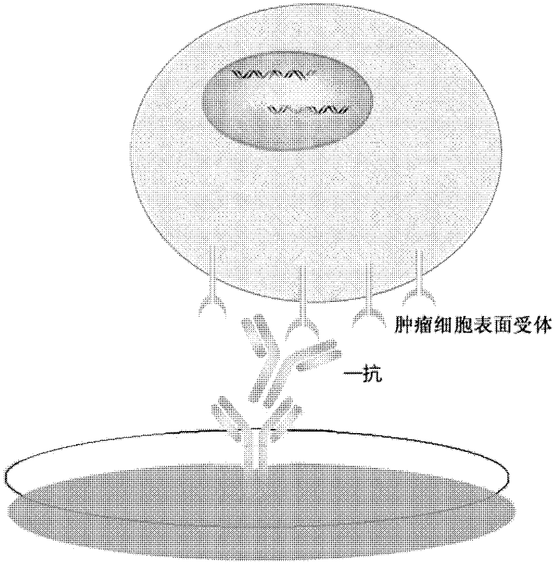 Method for enriching specificity of circulating tumor cell