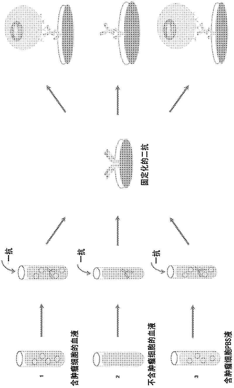 Method for enriching specificity of circulating tumor cell