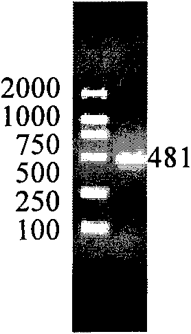 Method for producing and recombining main allergic protein Hum j 3 of Humulus scandens by induced secretion expression