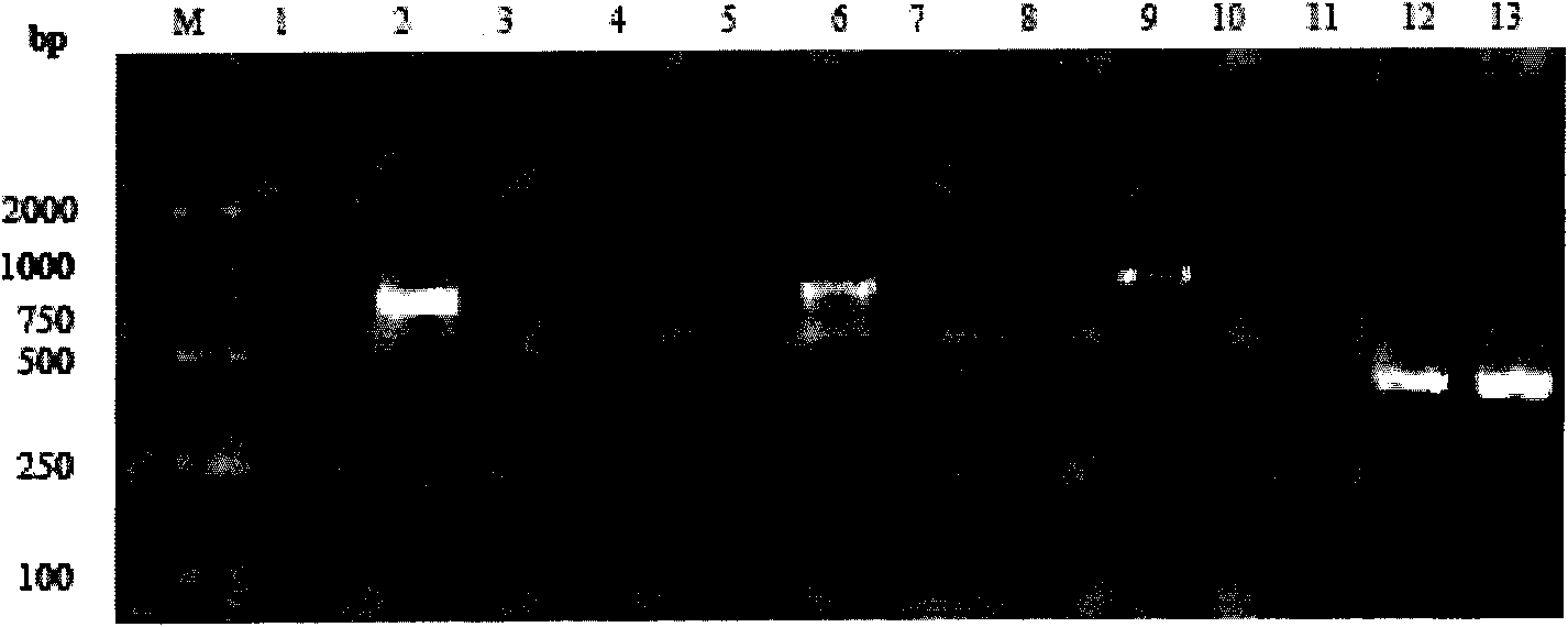 Method for producing and recombining main allergic protein Hum j 3 of Humulus scandens by induced secretion expression