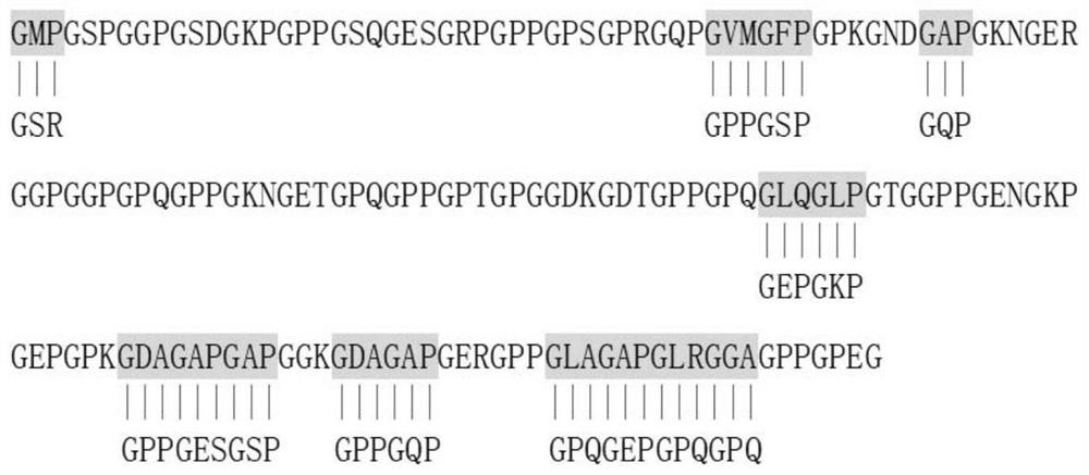 Recombinant human III-type collagen and pichia pastoris recombinant expression system thereof