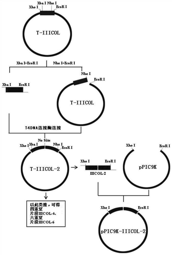 Recombinant human III-type collagen and pichia pastoris recombinant expression system thereof