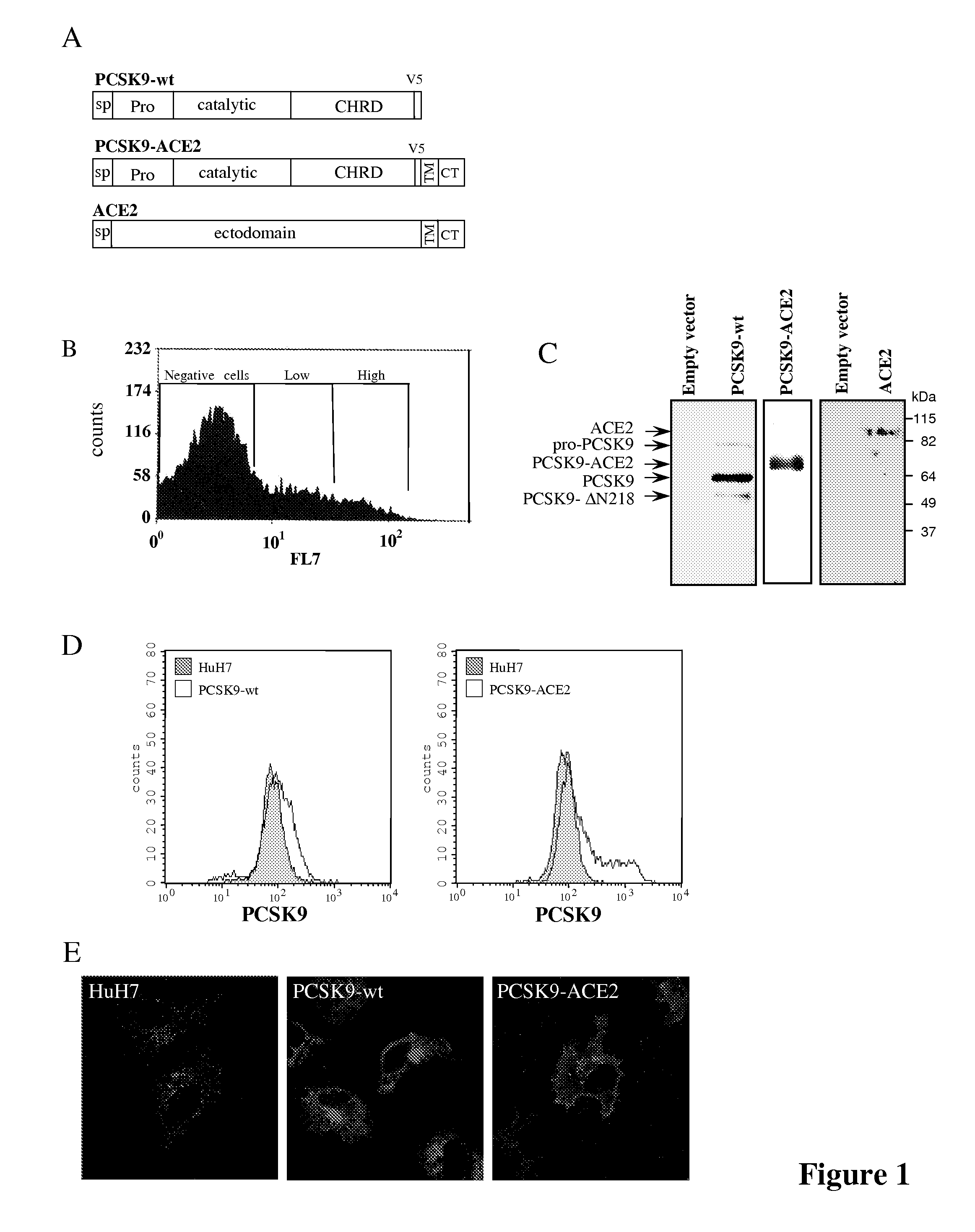 Methods of reducing a viral infection and kits therefore