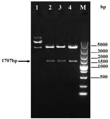 Avian influenza virus hemagglutinin antigen, preparation method and application thereof and avian influenza vaccine