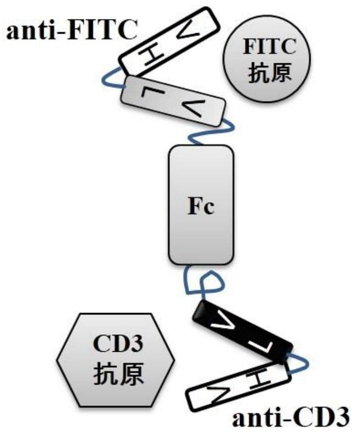 Bispecific antibody fitc×cd3 and its preparation method and application