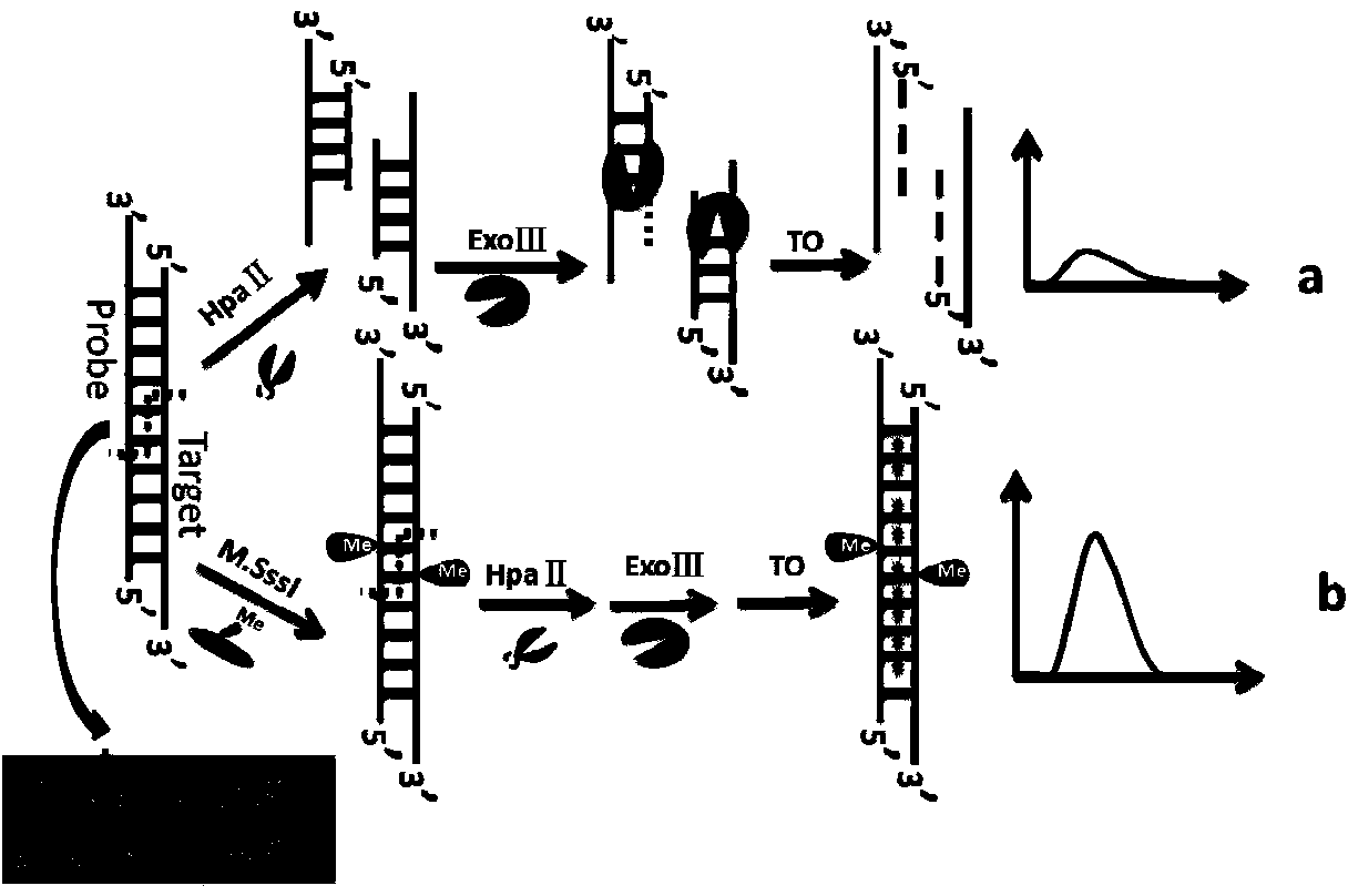 Method for detecting activity of DNA methylase and DNA methyltranseferase by unlabeled fluorescent detection based on restriction endonuclease and exonuclease III