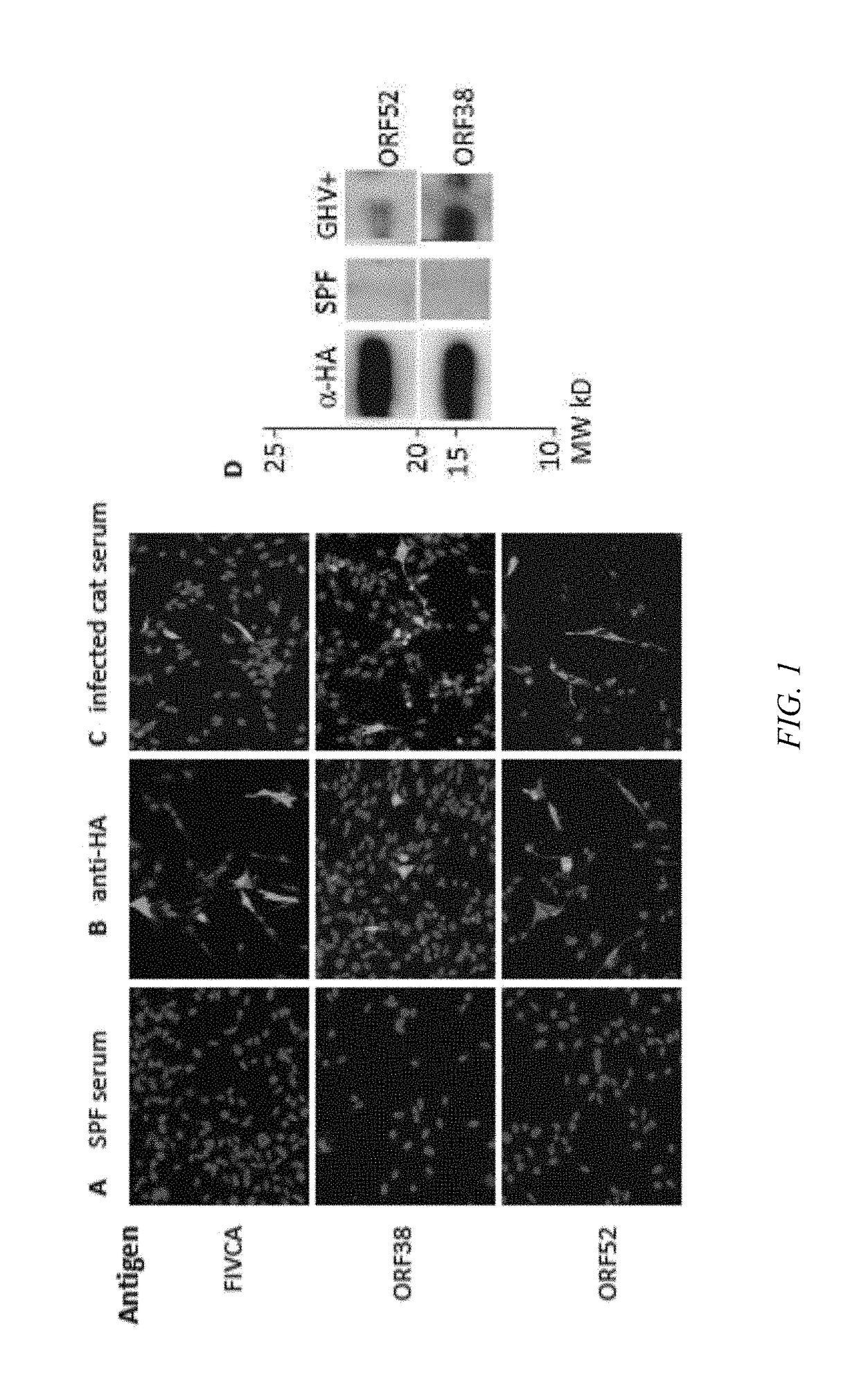 Enzyme-linked immunoassay to detect felis catus gammaherpesvirus 1