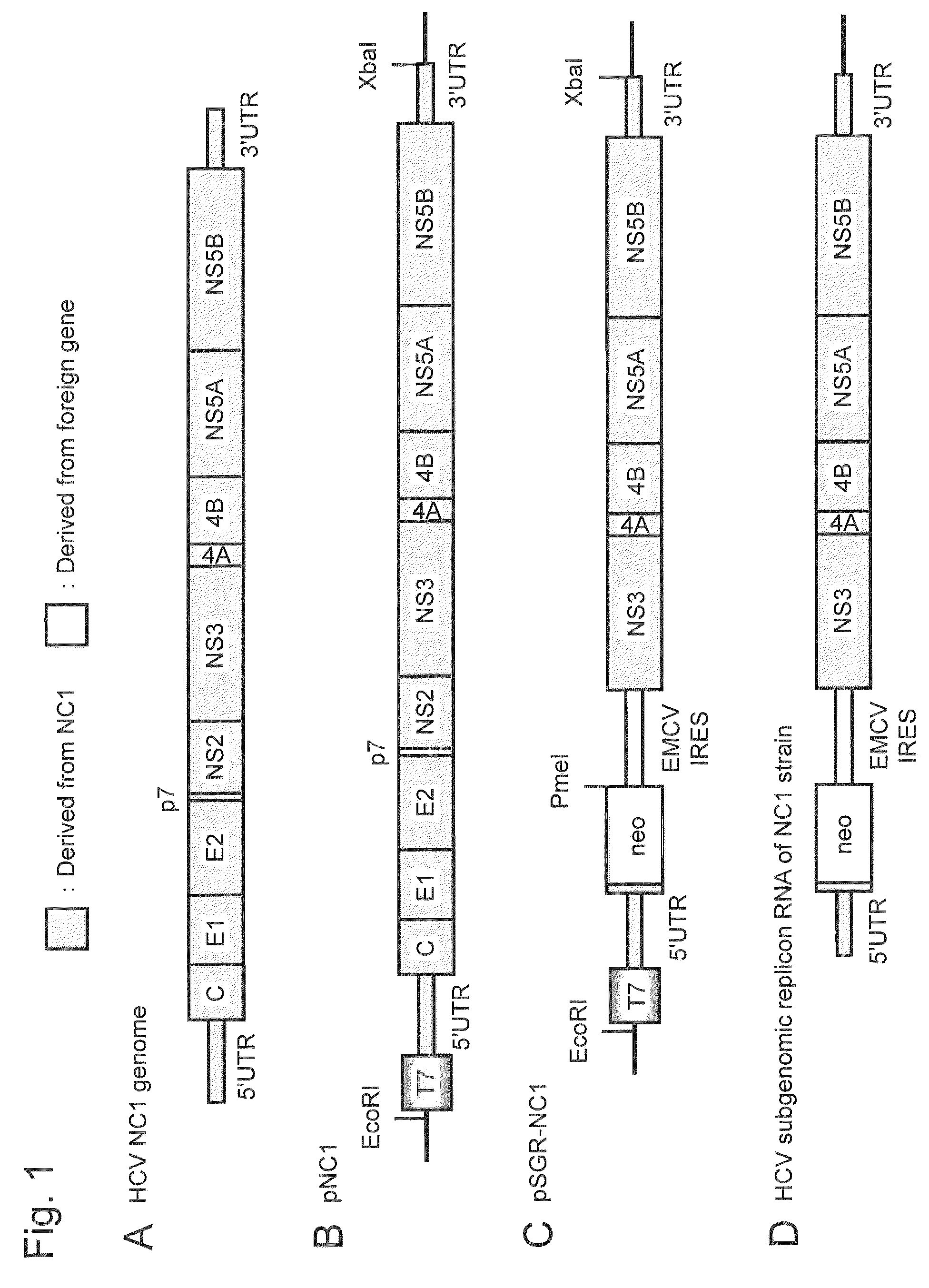 Nucleic acid construct comprising nucleic acid derived from genome of hepatitis C virus of genotype 1B, hepatitis C virus genome-replicating cells transfected with the same, and method for producing infectious hepatitis C virus particles