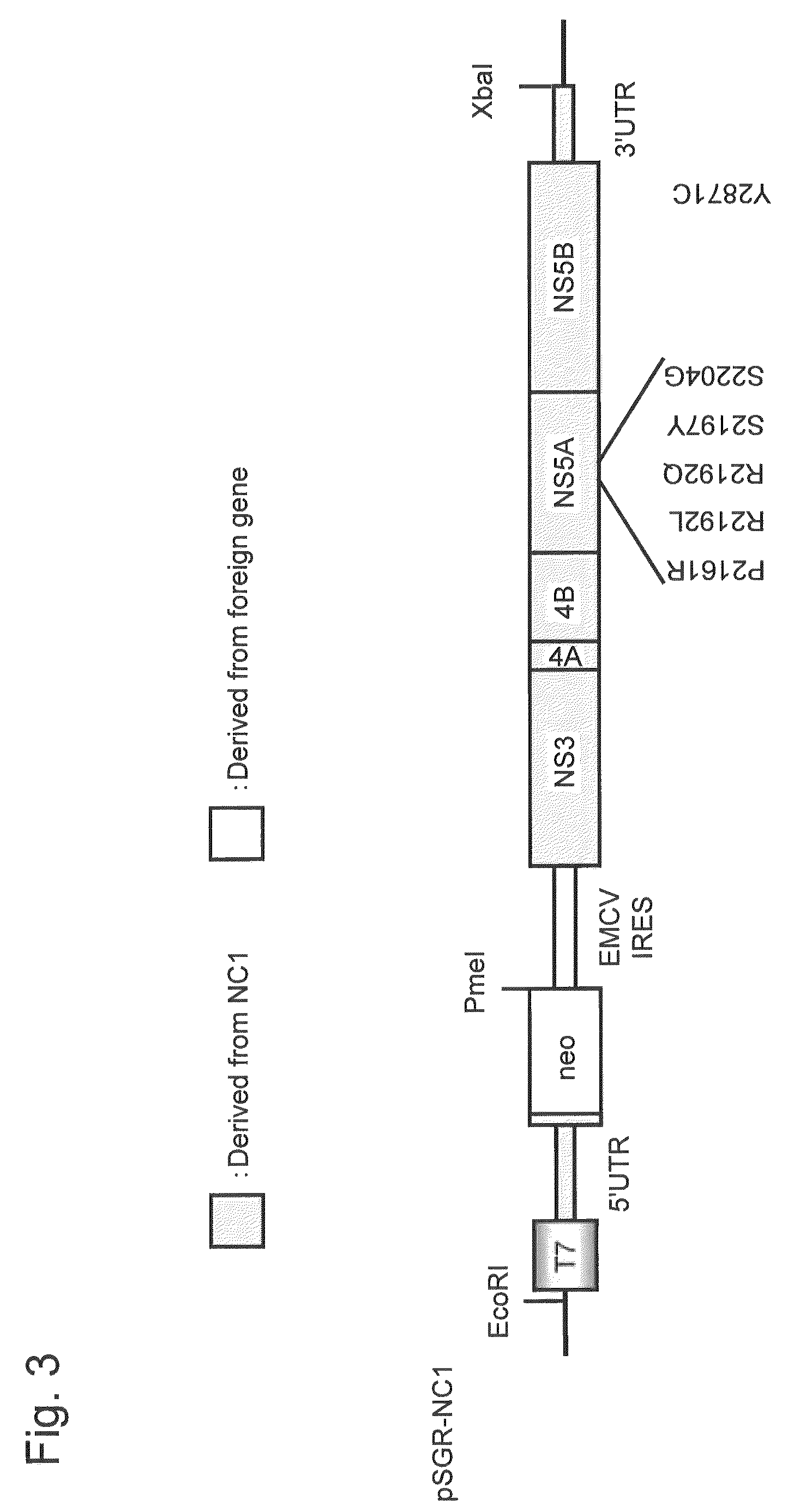 Nucleic acid construct comprising nucleic acid derived from genome of hepatitis C virus of genotype 1B, hepatitis C virus genome-replicating cells transfected with the same, and method for producing infectious hepatitis C virus particles